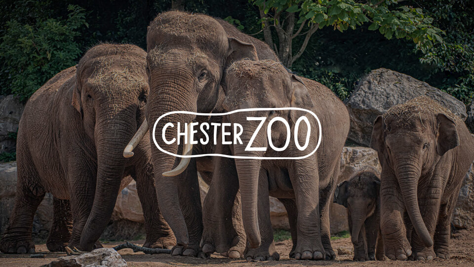 Chester_Zoo_960x542px